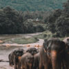 Elephants