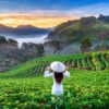Munnar Tea Plantations
