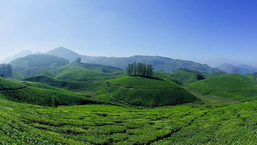 Tea plantatiosn Munnar