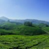Tea plantatiosn Munnar