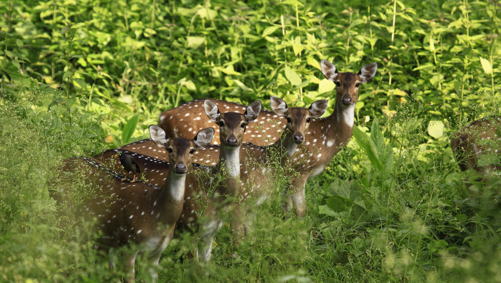 Deers
