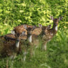 Deers