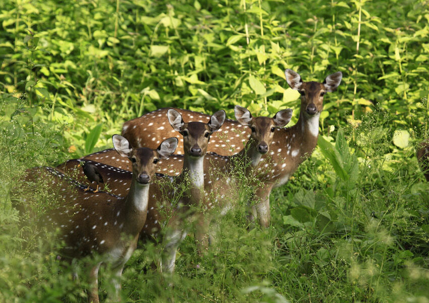 Deers