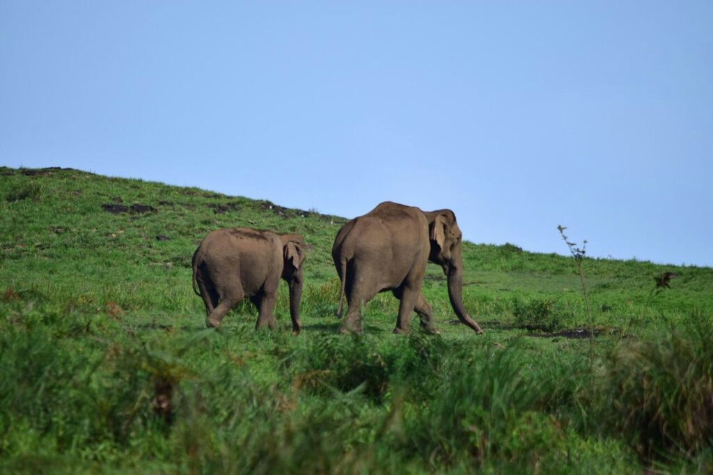 2 Elephants at Gavi Thekkady