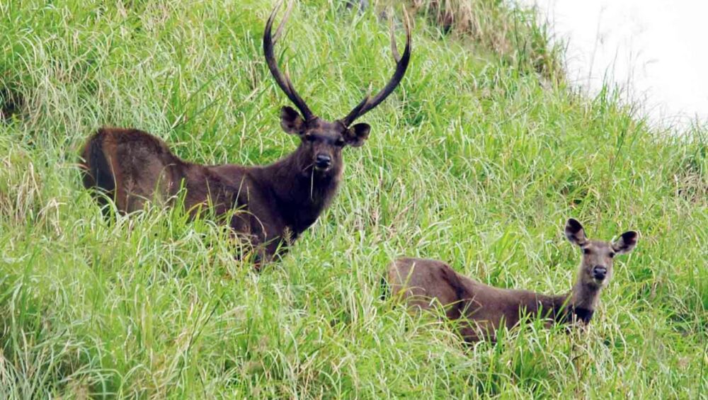 2 Wild Deers in Thekkady