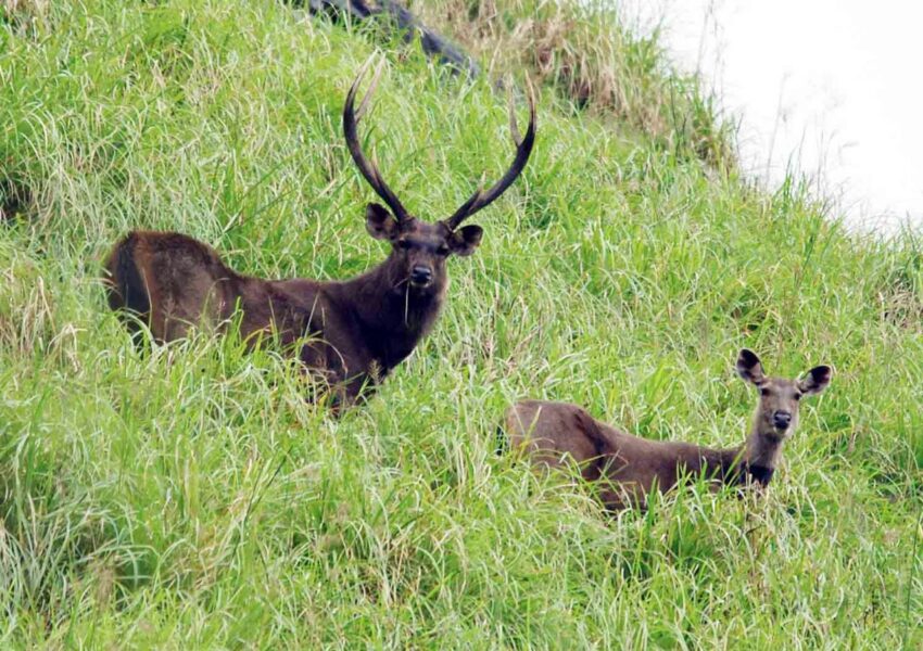 2 Wild Deers in Thekkady